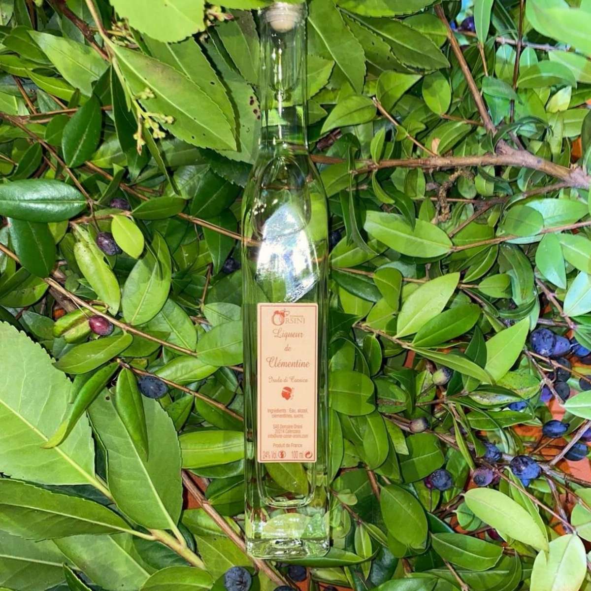 Liqueur de Clémentine - Domaine Orsini copie